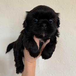 AKC male Champion bloodline Charlie - Black male Shih Tzu puppy in Long Beach, California from Shih Zu’s of Long Beach