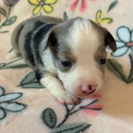 Snickerdoodle - Blue merle female Miniature Australian Shepherd puppy in Ringgold, Louisiana from Barrett's Buddies