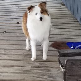 Shetland Sheepdog All Grown Up from Fox Point Farm Toy Shelties