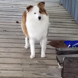 Shetland Sheepdog All Grown Up from Fox Point Farm Toy Shelties