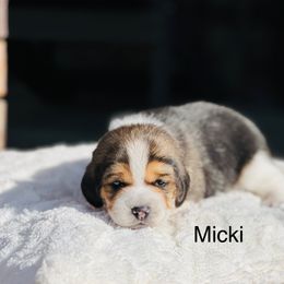 Micki - Black tan and white male Beagle puppy in Mansfield, Missouri from Rippee Creek Kennel