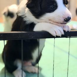 Border Collie Puppies from Cahill’s Canines