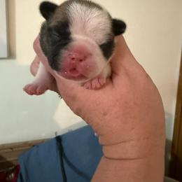Boy 2 - White and fawn male French Bulldog puppy in Lakeland, Florida from Fur Love And Puppies