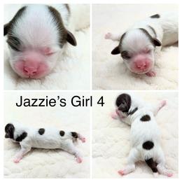 Girl 4 - Chocolate female Havanese puppy in Elkins, Arkansas from Havana Knights Havanese