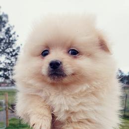 Pomeranian Puppies from Pers N Poms
