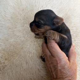 Yorkshire Terrier Puppies from Diane Davis