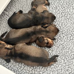 Girl 1 - Wild boar Dachshund puppy in Pennsylvania from Millenia Mini Wire Hair Dachshunds