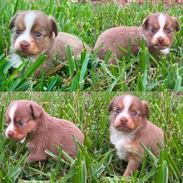 Red tri female - Red tri female Toy Australian Shepherd puppy in Brooker, Florida from Honey, I Shrunk the Aussies