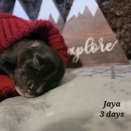 Australian Shepherd Puppies from Summit Australian Shepherds