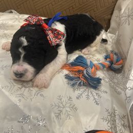 Toby - Parti male Poodle puppy in Mobile, Alabama from Semmy’s Standard Poodle LLC