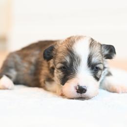 SPICE - Sable female Pembroke Welsh Corgi puppy in Mona, Utah from Sorensen Corgis