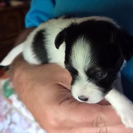 Daisy - White and black female Papillon puppy in Cedarville, Ohio from Happy Paps