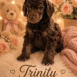 Trinity - Phantom female Poodle puppy in Washington, Pennsylvania from Patriotic Poodles