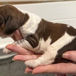 Petal - Tri-Roan female English Springer Spaniel puppy in Stephens City, Virginia from Legendary Springers