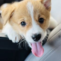 Pembroke Welsh Corgi Puppies from West Coast Corgi