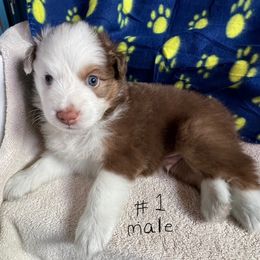 Boy 1 - Red tri-color male Australian Shepherd puppy in Waikoloa Village, Hawaii from Breeze n Aussies
