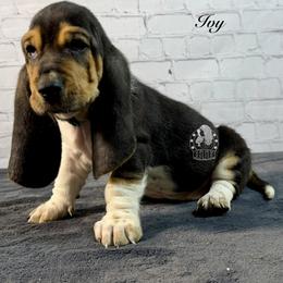 Love - Black white and brown female Basset Hound puppy in Dingess, West Virginia from Tuckers' Howling Hounds