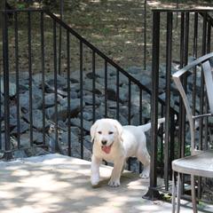 Labrador Retriever Puppies from Karen Powell