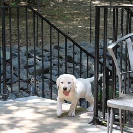 Labrador Retriever Puppies from Karen Powell