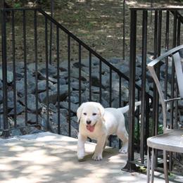 Labrador Retriever Puppies from Karen Powell