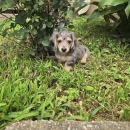 Dachshund Puppies from Pure Joy Dachshunds