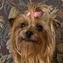 Molly - Yorkshire Terrier