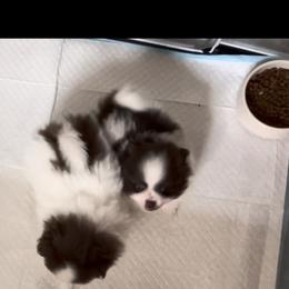 Bunny boy - Chocolate parti male Pomeranian puppy in Maplefalls, Washington from Snow peak poms