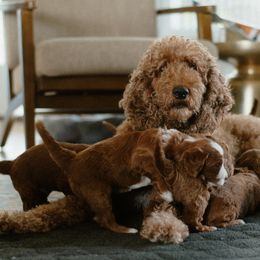 Goldendoodles from Ruby Red Goldendoodles