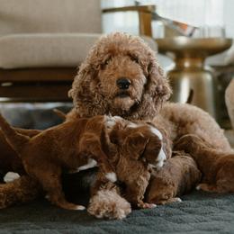 Goldendoodles from Ruby Red Goldendoodles