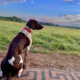 Maci - German Shorthaired Pointer