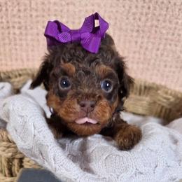 Hazelnut (Hazel) - Red phantom female Aussiedoodle puppy in Haleyville, Alabama from The Cuddly Dood Ranch