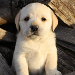 Dallas - Yellow male Labrador Retriever puppy in Camden, Indiana from Prebleridge Acres