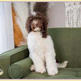 Valentina - Brown and white female Bernedoodle puppy in Connersville, Indiana from Deaz Doodle Ranch