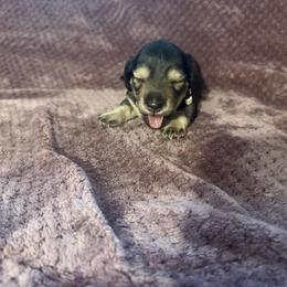 Landon - Black and cream male Dachshund puppy in Fenton, Michigan from Always Darling Dachshunds