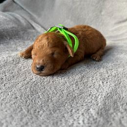 Tucker (green collar) - Red  male Goldendoodle puppy in Lowville, New York from Adirondack Goldendoodles