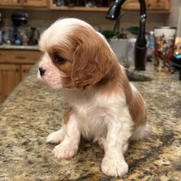 Boy 3 - Blenheim male Cavalier King Charles Spaniel puppy in Honeyville, Utah from Mike and Brandice Brown Performance Animals