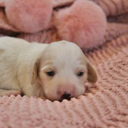 Girl 3 - Piebald female Dachshund puppy in Laurel, Mississippi from Kissinger Dachshunds