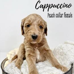 Cappuccino - Apricot female Goldendoodle puppy in Taylorsville, North Carolina from Doggone Dixie Doodles