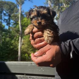 Peep - Black and tan male Yorkshire Terrier puppy in Winder, Georgia from Empire Yorkies