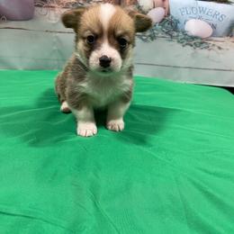 Sneezy - Red male Pembroke Welsh Corgi puppy in Barstow, California from Caldwell’s Corgis of Southern California