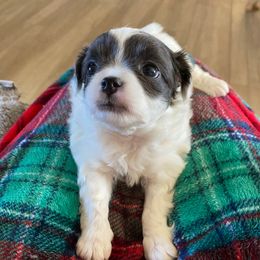 Girl B - Blue and white female Chihuahua puppy in Chino Valley, Arizona from Lane’s Little Longhairs