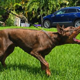 Falco - Doberman Pinscher