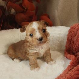 Buttercup - Gold female Yorkshire Terrier puppy in Eastland, Texas from Peach Yorkies