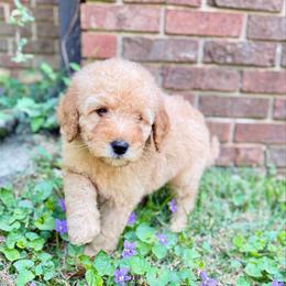 Arctic - Cream female Goldendoodle puppy in Rome, Georgia from Victoria’s Designer Doodles