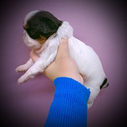 English Toy Spaniel Puppies from Skyline