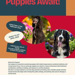 Bernedoodle puppies from Lecanto Puppy