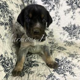 Sadie - Blue ticked and tan female Bluetick Coonhound puppy in Mount Pleasant, Texas from Harmons Hounds