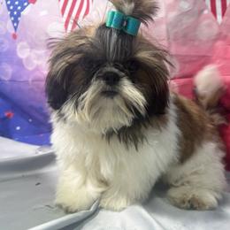 Juju - Gold and white male Shih Tzu puppy in Morrisville, Missouri from Sweetbriar Shih Tzu
