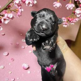 Ritchie - Black male German Shepherd puppy in Oakland, Oregon from VHM German Shepherds