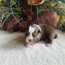 Willow - Red & white female Miniature Australian Shepherd puppy in Oroville, Washington from High Mountain Aussies